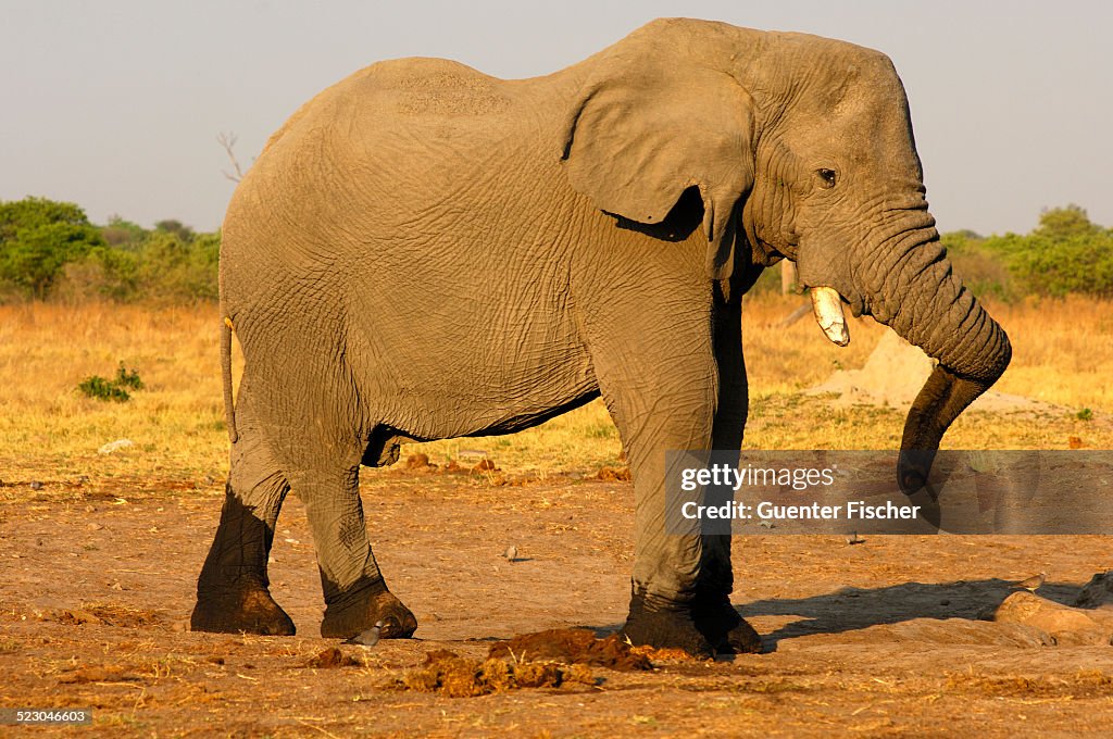 African Bush Elephant -Loxodonta africana-, bull elephant standing with its legs crossed and its trunk twisted, Savuti National Park, Botswana, Africa