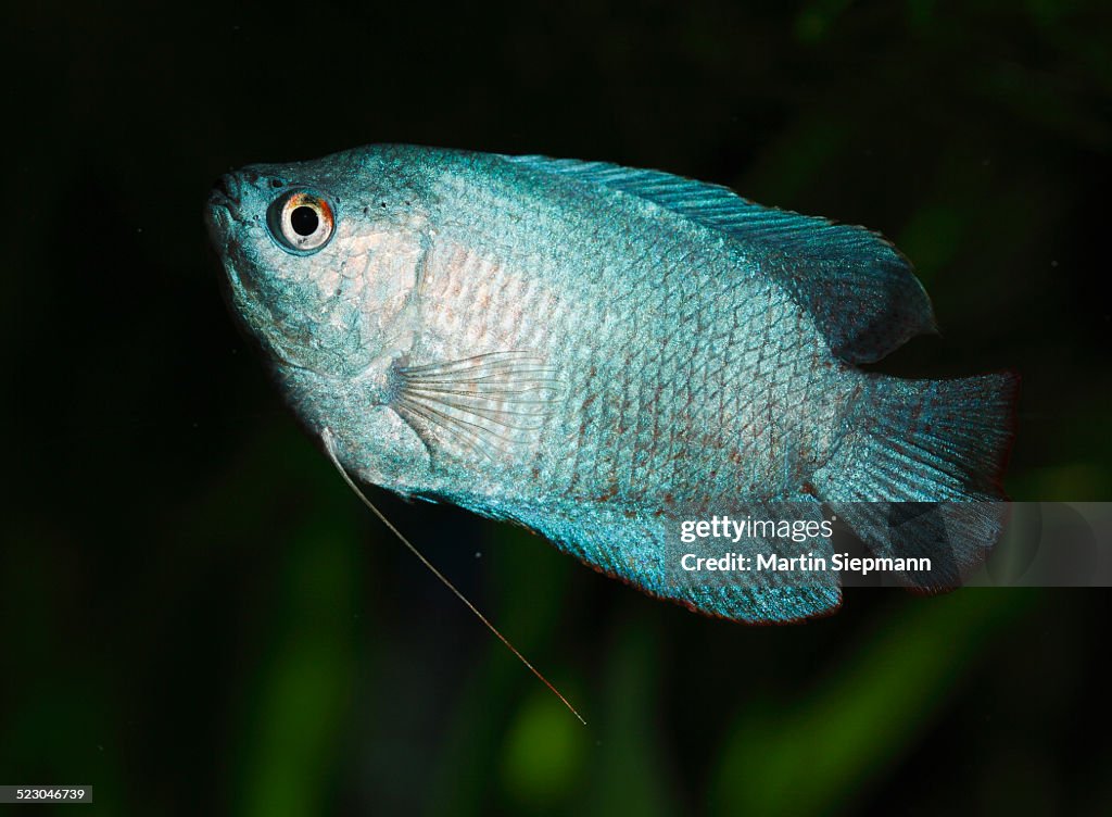 Dwarf gourami -Colisa lalia-, male, neon blue cultivated form, freshwater aquarium fish, native to India