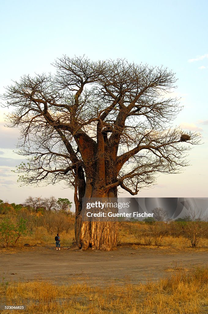 Tourist at an African Baobab tree -Adansonia digitata- in the African savannah, Savuti National Park, Botswana, Africa