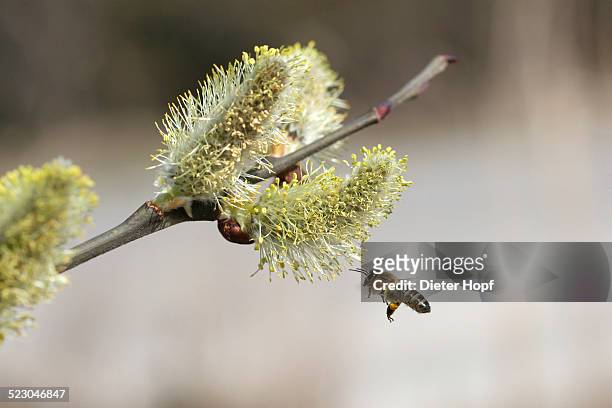 honey bee -apis mellifica- in flight at goat willow, pussy willow or great sallow -salix caprea-, allgaeu, bavaria, germany, europe - sälg bildbanksfoton och bilder