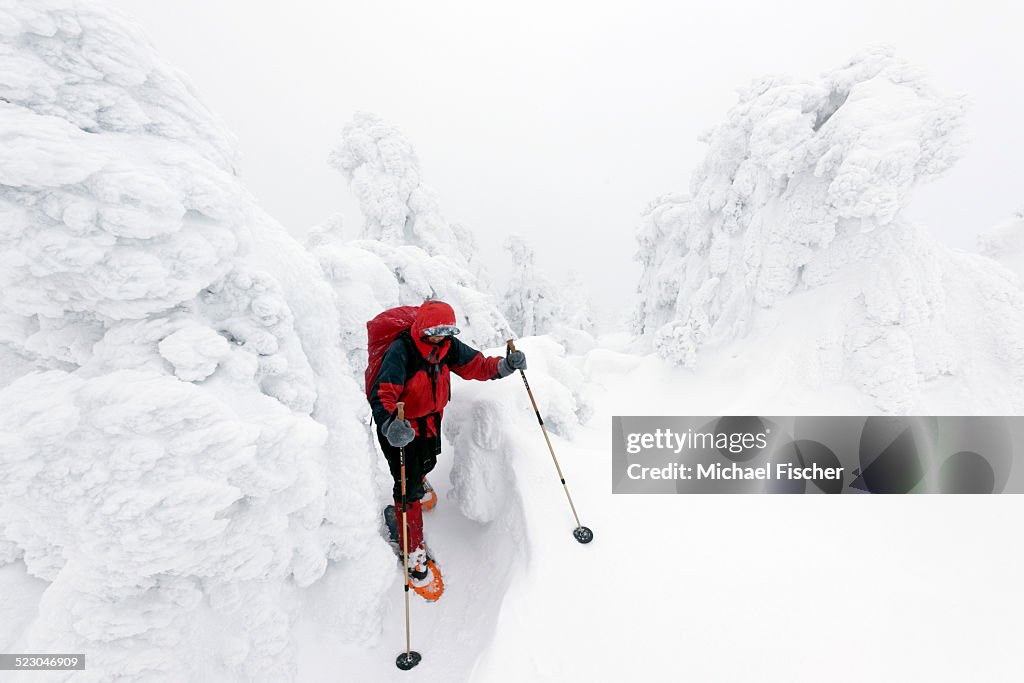 Female snowshoe walker walking among oddly-shaped icy Norway spruces -Picea abies- on Brocken mountain, 1142m, Harz Mountains, Saxony-Anhalt, Germany, Europe