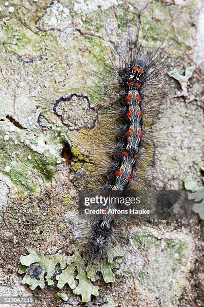 caterpillar of the gypsy moth -lymantria dispar- on beech bark, plitvice lakes national park, croatia, europe - gypsy moth caterpillar stock-fotos und bilder