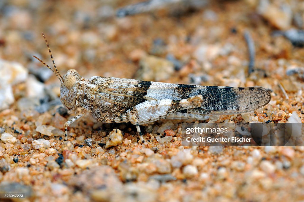 Field Grasshopper -Acrotylus- in perfect camouflage to the colour of the surrounding rocky terrain, Goegap Nature Reserve, Namaqualand, South Africa, Africa