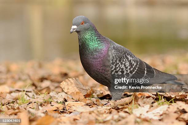 street pigeon -columba livia forma domestica- - forma stock pictures, royalty-free photos & images