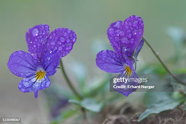 heartsease -viola tricolor-, emsland, germany, europe - viola tricolor stock pictures, royalty-free photos & images