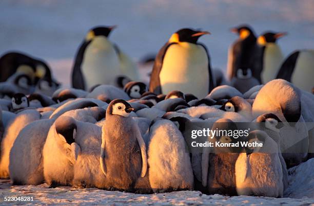 emperor penguins -aptenodytes forsteri- with chicks, weddell sea, antarctica - perto imagens e fotografias de stock