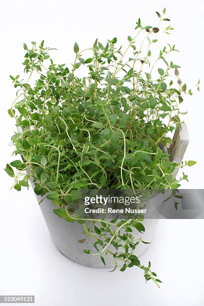 oregano -origanum vulgare-, herb, medicinal plant - majoran stock-fotos und bilder