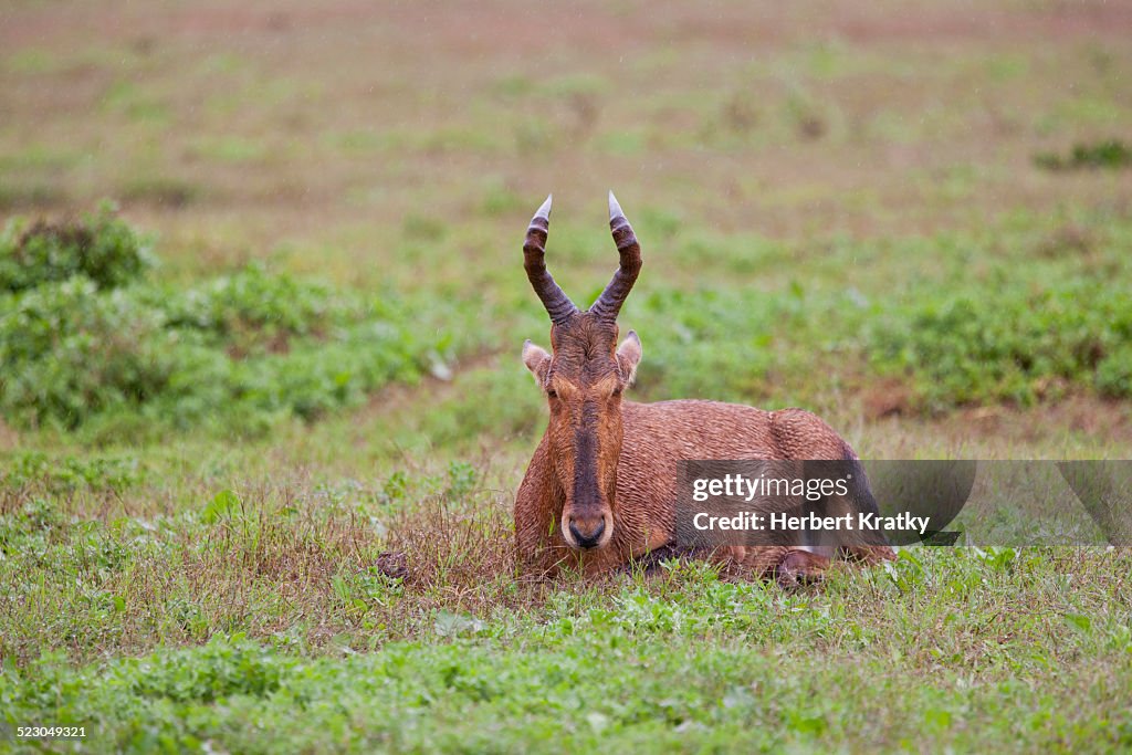 Haartebeest -Alcelaphus buselaphus- at Addo Elephant Park, South Africa