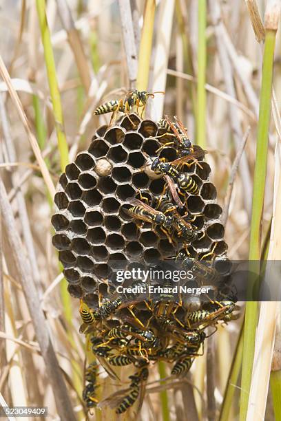 nest of european paper wasp -polistes dominula-, tuscany, italy, europe - polistes wasps stock pictures, royalty-free photos & images