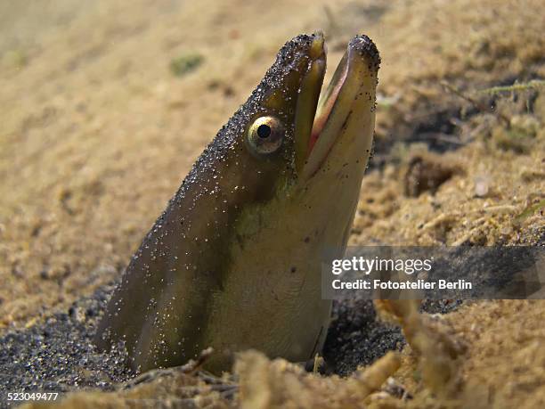 european eel -anguilla anguilla- looking out of its sand cave, lake helenesee, near frankfurt an der oder, brandenburg, germany, europe - european eel stock pictures, royalty-free photos & images