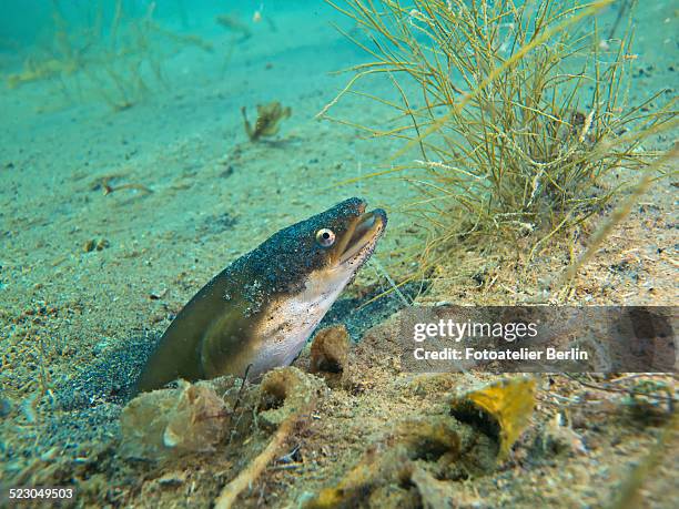 european eel -anguilla anguilla- looking out of its small cave, lake helenesee near frankfurt an der oder, brandenburg, germany, europe - european eel stock pictures, royalty-free photos & images