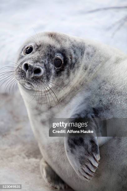 grey seal -halichoerus grypus-, helgoland dunes, schleswig-holstein, germany, europe - kegelrobbe stock-fotos und bilder