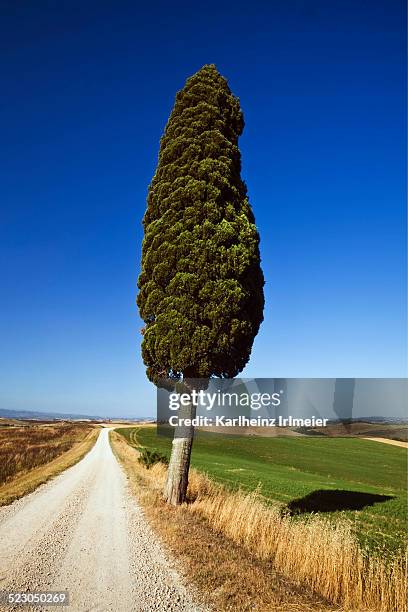 cypress -cupressus- in typical tuscan landscape, near ville de corsano, tuscany, italy, europe - automne ville stockfoto's en -beelden