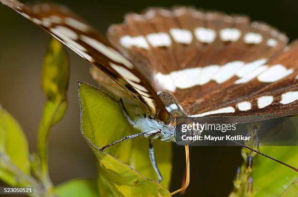 common sailor butterfly - butterfly maharashtra stock pictures, royalty-free photos & images