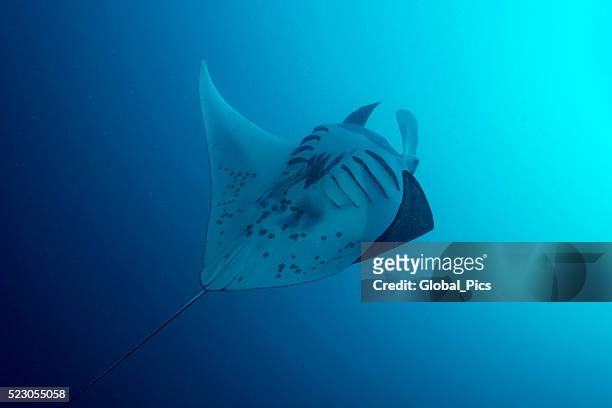 manta ray and plankton - palau, micronesia - manta ray stock pictures, royalty-free photos & images