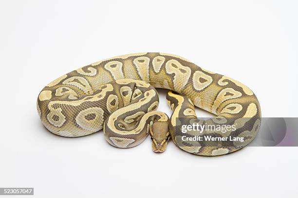 hypo mojave ball python or royal python -python regius-, female - ball python stock pictures, royalty-free photos & images