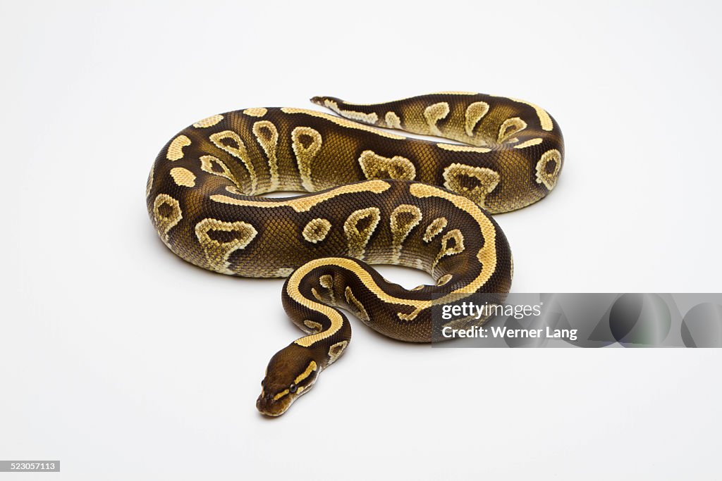 Yellow Belly Morph List World Of Ball Pythons Pastel Retailers