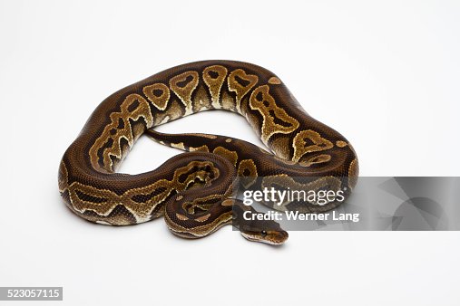 Black Pastel Ball Python or Royal Python -Python regius- Black Pastel Ball Python or Royal Python -Python regius-