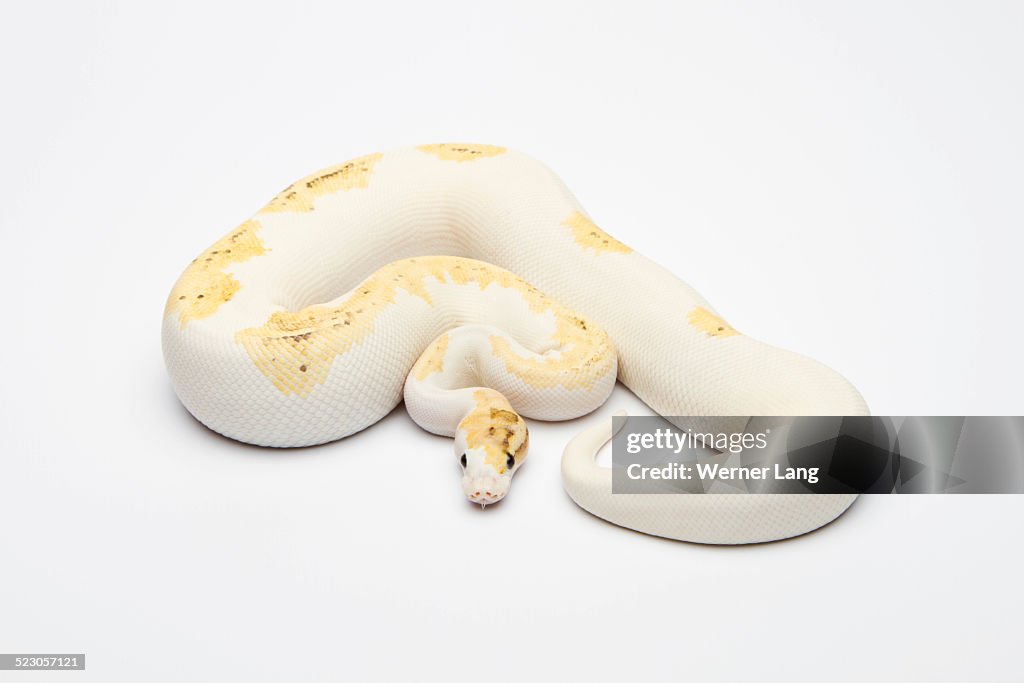 Super Fire Ball Python