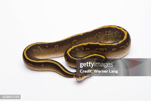 Mojave Granite Ball Python or Royal Python -Python regius-, female Mojave Granite Ball Python or Royal Python -Python regius-, female