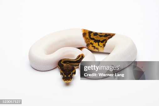 Leopard Piebald Ball Python or Royal Python -Python regius-, male Leopard Piebald Ball Python or Royal Python -Python regius-, male