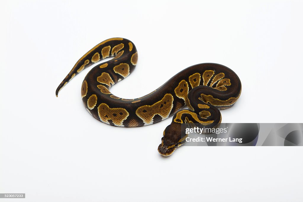 ball python called royal python python stock photo... Het Albino Ball Python