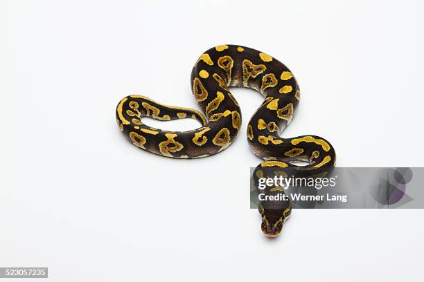 361 Yellow Python Stock Photos, High-Res Pictures, and Images - Getty ...