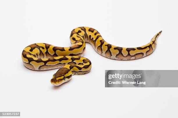 High Yellow Ball Python Yellow Python Photos and Premium High Res Pictures - Getty Images