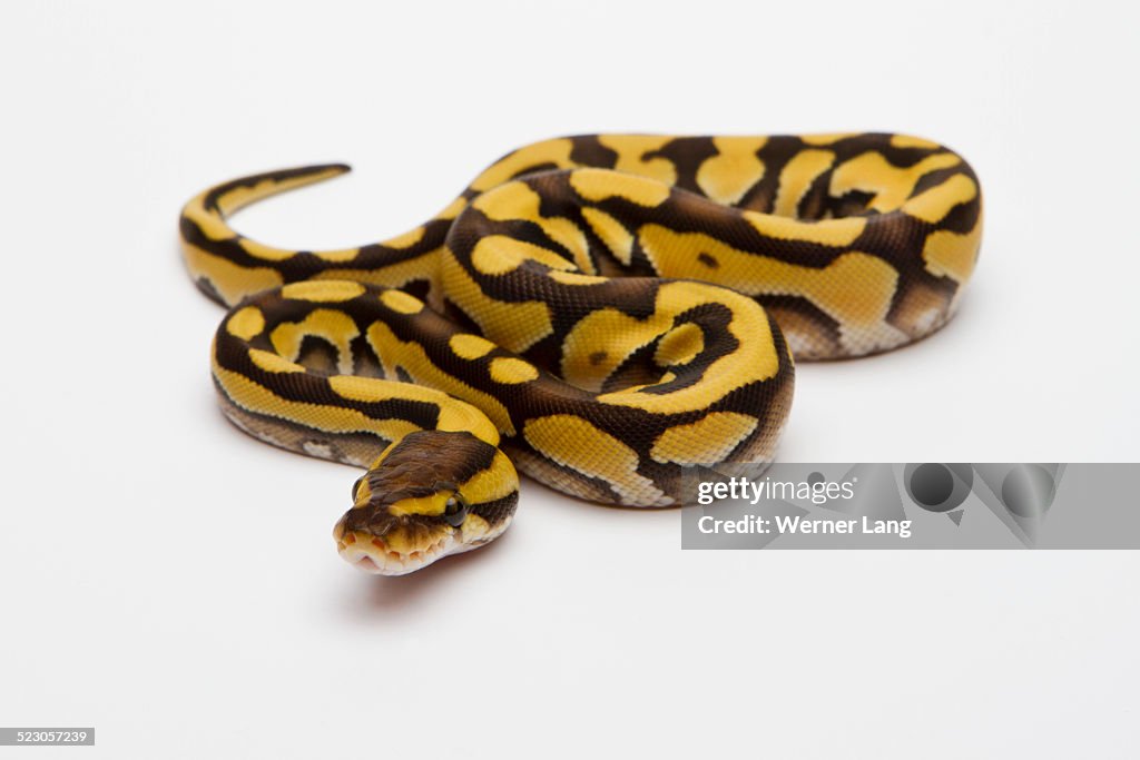 Tiger Phantom Ball Python or Royal Python -Python regius-, female