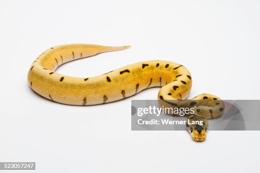 spider ball python or royal python (python regius),... Tiger Spider Ball Python Or Royal Python Python Regius Female High-Res ...