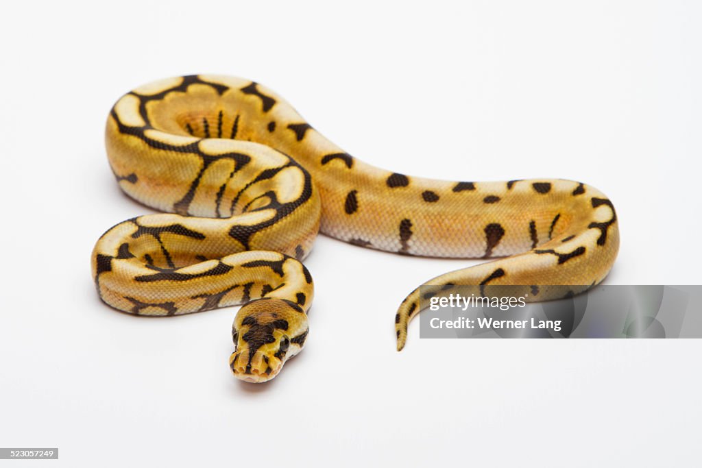 python regius 'ball python' spider 2022-ball python... Desert Spider Ball Python Or Royal Python Python Regius Male High-Res ...
