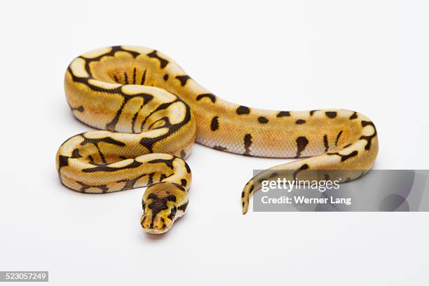 Spider Boa Python 41 Boas Spider Stock Photos, High-Res Pictures, and Images - Getty Images