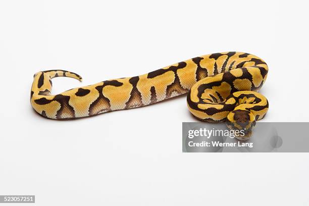 Tiger Pyton 91 Tiger Python Stock Photos, High-Res Pictures, and Images - Getty Images