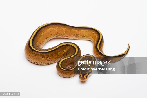 Superstripe Ball Python or Royal Python -Python regius-, male Superstripe Ball Python or Royal Python -Python regius-, male