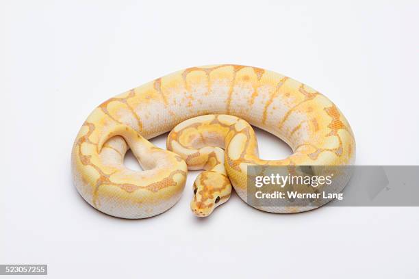Spider Boa Python 41 Boas Spider Stock Photos, High-Res Pictures, and Images - Getty Images
