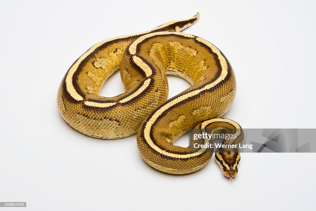Royal Python High Res Superstripe Ball Python Or Royal Python Python Regius Male High-Res ...
