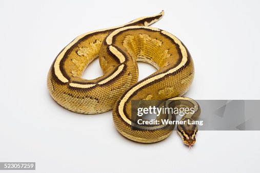 Superstripe Ball Python or Royal Python -Python regius-, male Superstripe Ball Python or Royal Python -Python regius-, male