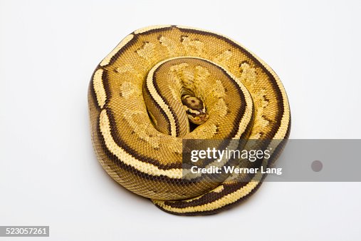 Superstripe Ball Python or Royal Python -Python regius-, male Superstripe Ball Python or Royal Python -Python regius-, male