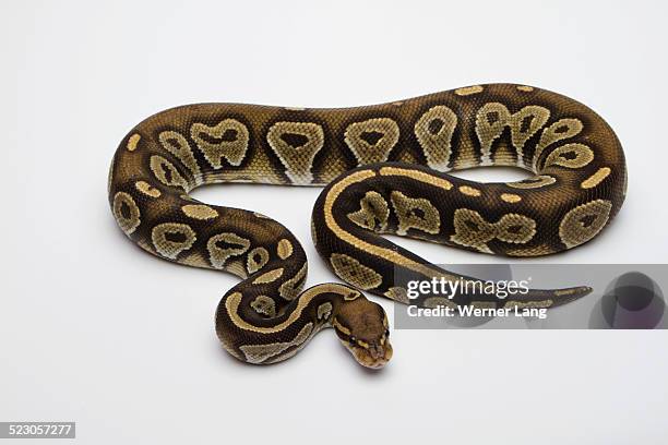 Royal Albino Python Fotografías e imágenes de stock - Getty Images