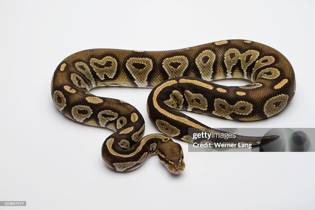Hypo Black Head Hat Albino Ball Python or Royal Python -Python regius-, male