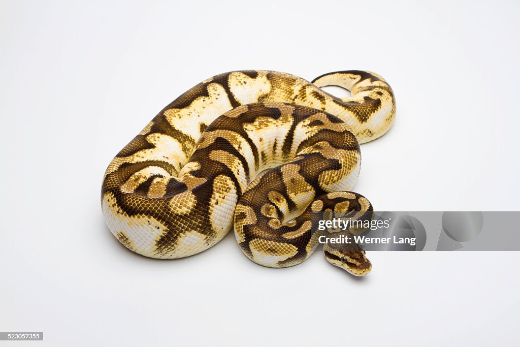 Pastel Sugar Ball Python or Royal Python -Python regius-, female