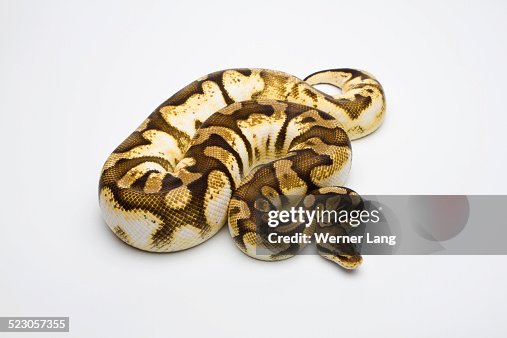 Pastel Sugar Ball Python or Royal Python -Python regius-, female Pastel Sugar Ball Python or Royal Python -Python regius-, female