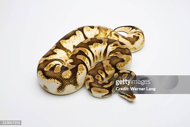 Pastel Python Photos and Premium High Res Pictures - Getty Images