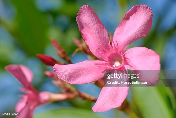oleander -nerium oleander-, pink flower - pink oleander stock pictures, royalty-free photos & images