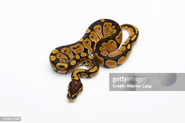 Spider Boa Python Boas Spider Photos and Premium High Res Pictures - Getty Images