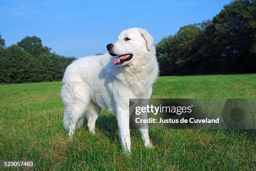 Kuvasz -Canis lupus familiaris-, male, livestock guardian dog Kuvasz -Canis lupus familiaris-, male, livestock guardian dog