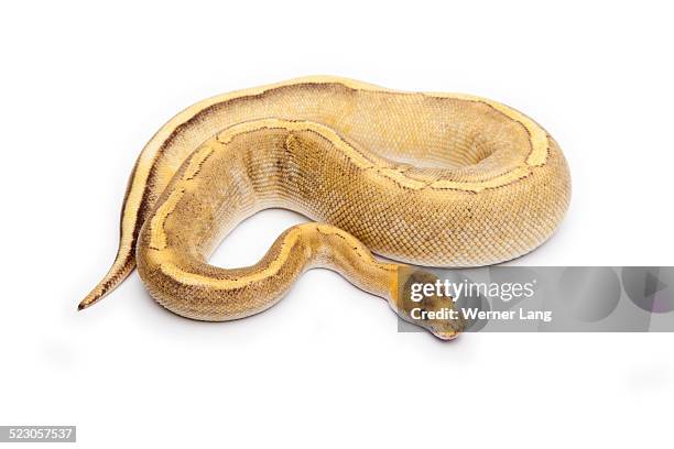 champagne calico ball python or royal python -python regius-, female - ball python stock pictures, royalty-free photos & images