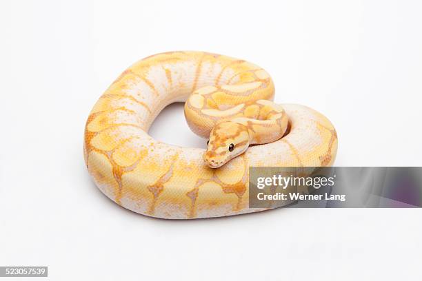 Spider Boa Python 41 Boas Spider Stock Photos, High-Res Pictures, and Images - Getty Images