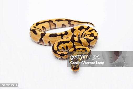Tiger Ball Python or Royal Python -Python regius-, female Tiger Ball Python or Royal Python -Python regius-, female
