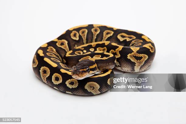 361 Yellow Python Stock Photos, High-Res Pictures, and Images - Getty ...